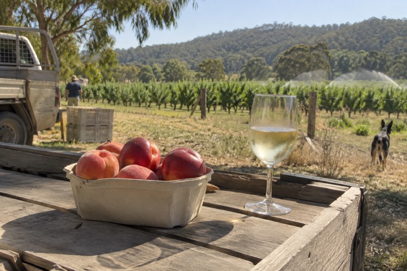 Three Wineries, Farm Gate Fruit Stop