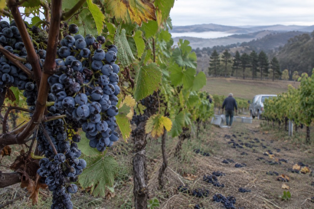 Close view of pinot noir grape clusters hanging on the vine before harvest