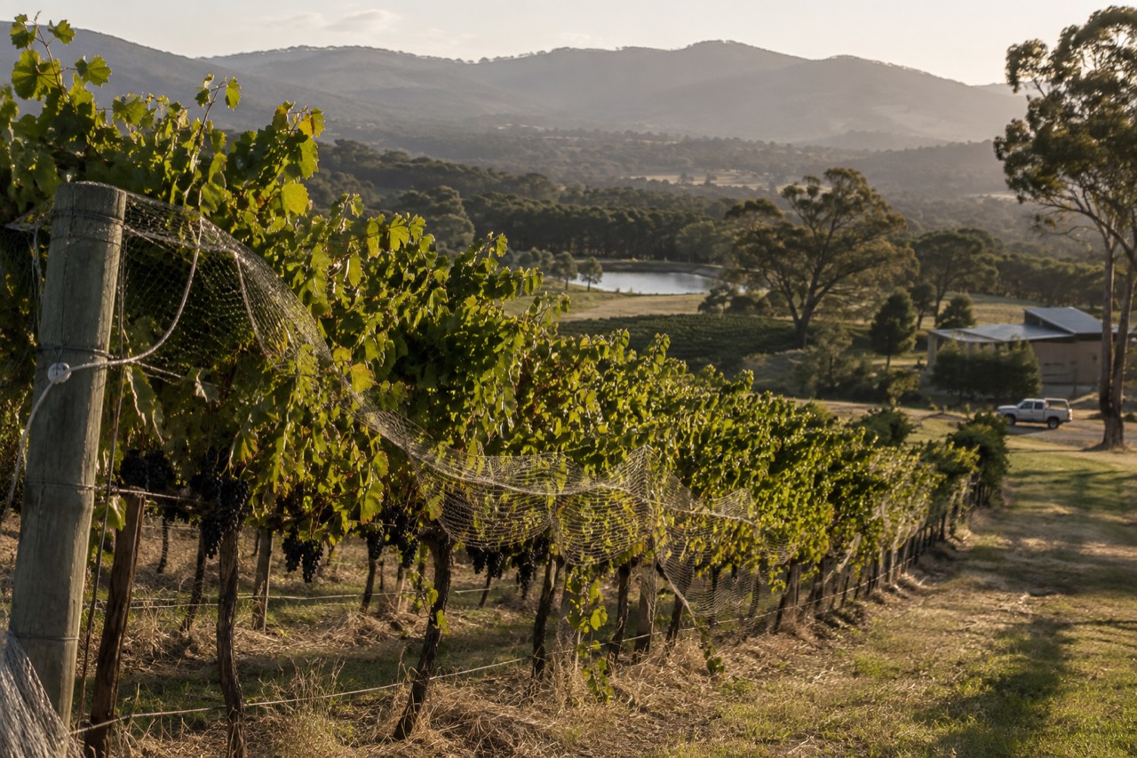 Rows of pinot noir grapevines on a hillside slope in the Yarra Valley at golden hour