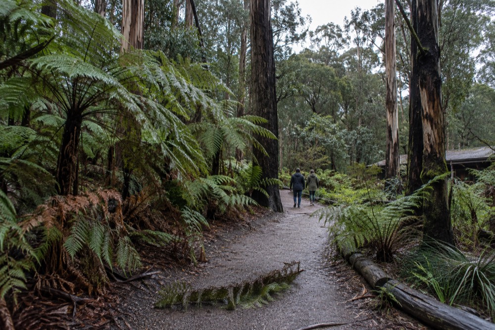 Tree ferns and tall eucalyptus forest along a bush walking track