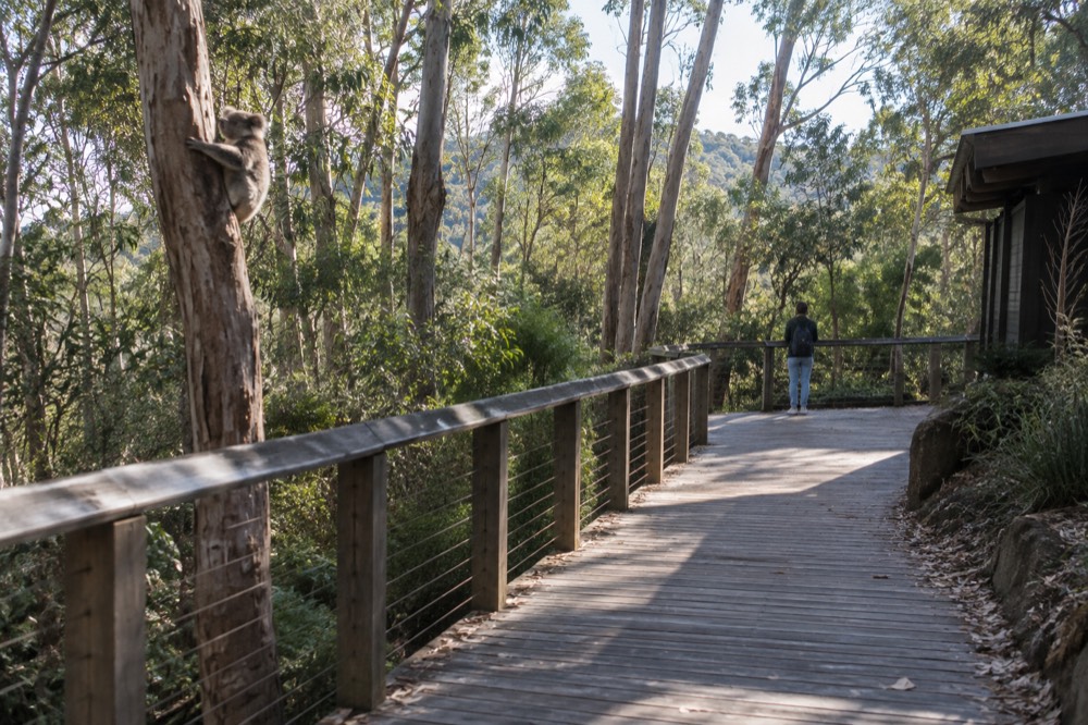 Wooden boardwalk through eucalypt bushland with dappled light