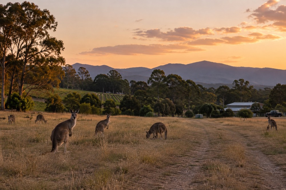 Open grassland at dusk with kangaroos grazing near treeline