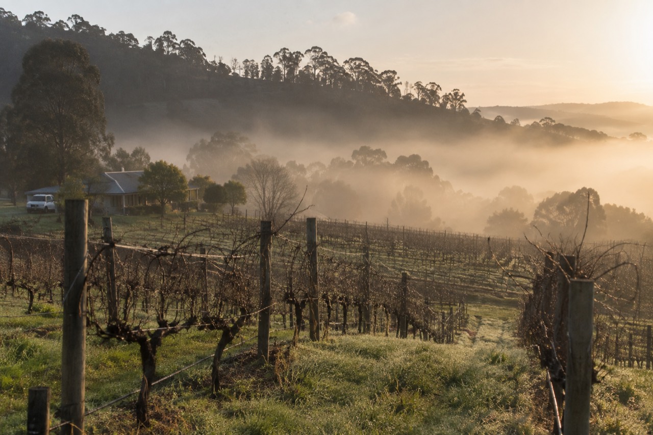 Rows of grapevines on a hillside with a morning mist over the Yarra Valley