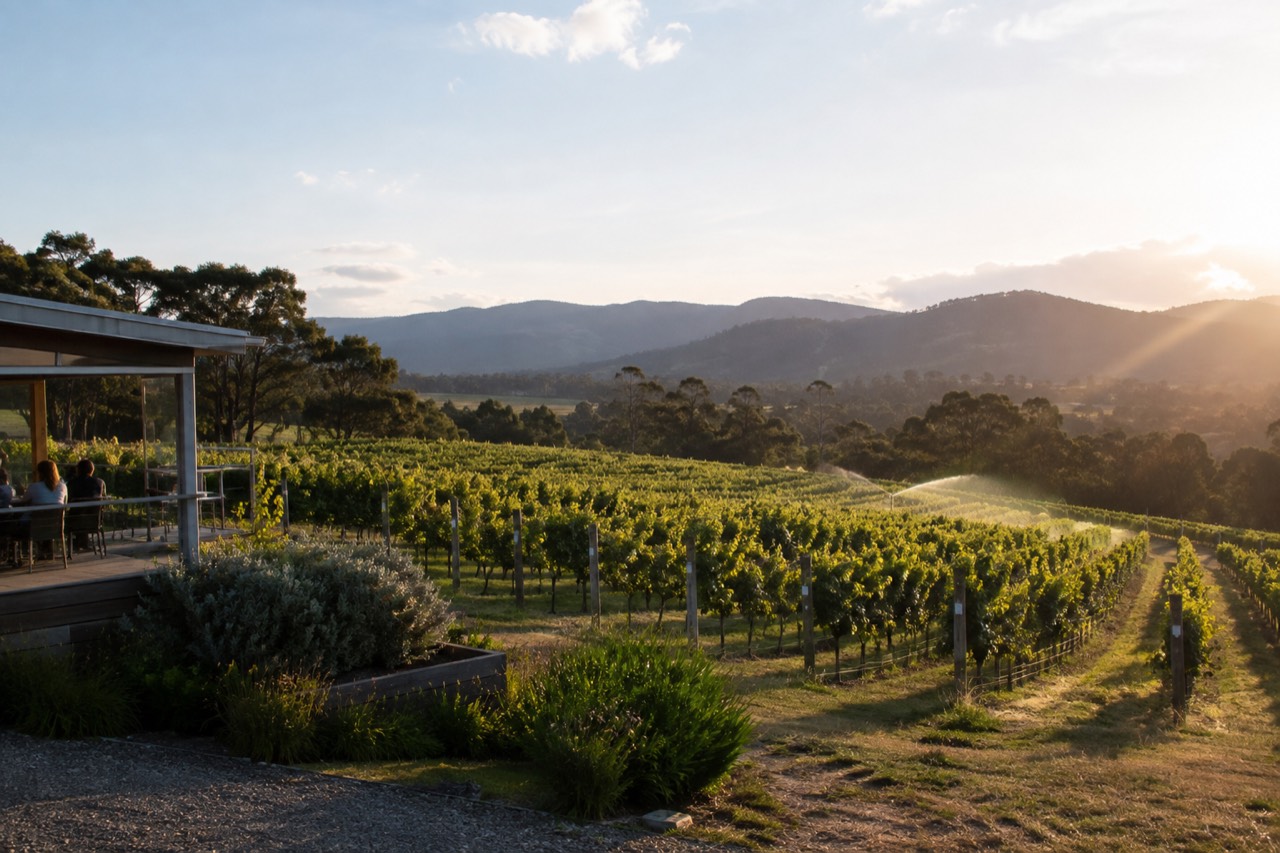 Vineyard rows rolling toward distant blue hills at a Yarra Valley winery