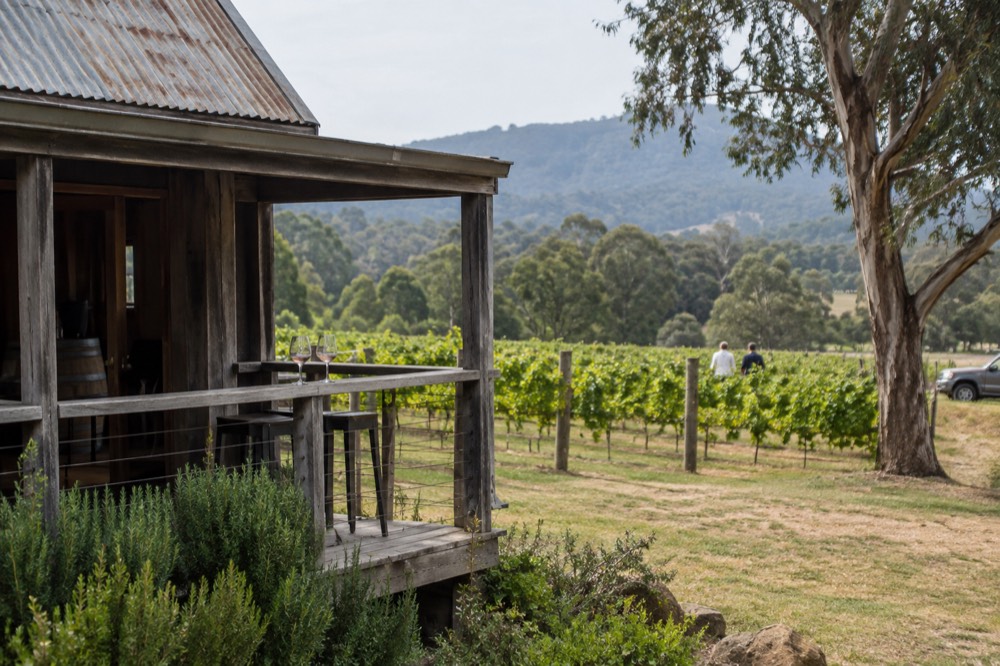 A weathered timber cellar door building among vines with hills in the distance