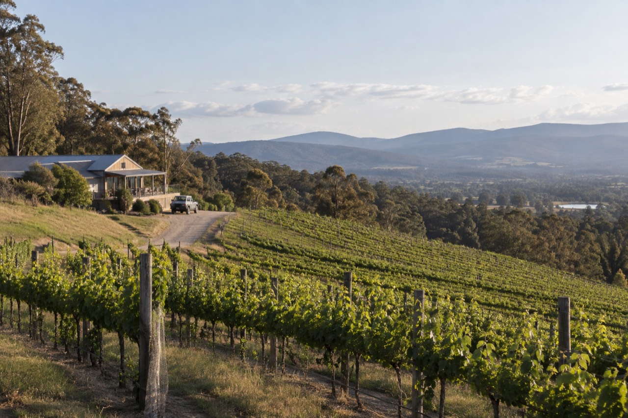 Vineyard rows on a Yarra Valley hillside with distant blue mountains under a wide sky