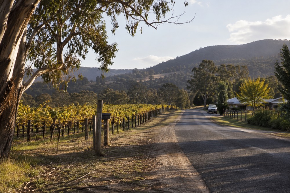 A quiet country road winding between vineyards toward hills in the late afternoon