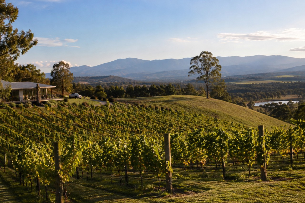 Vineyard rows on a Yarra Valley hillside with distant blue mountains under a wide sky