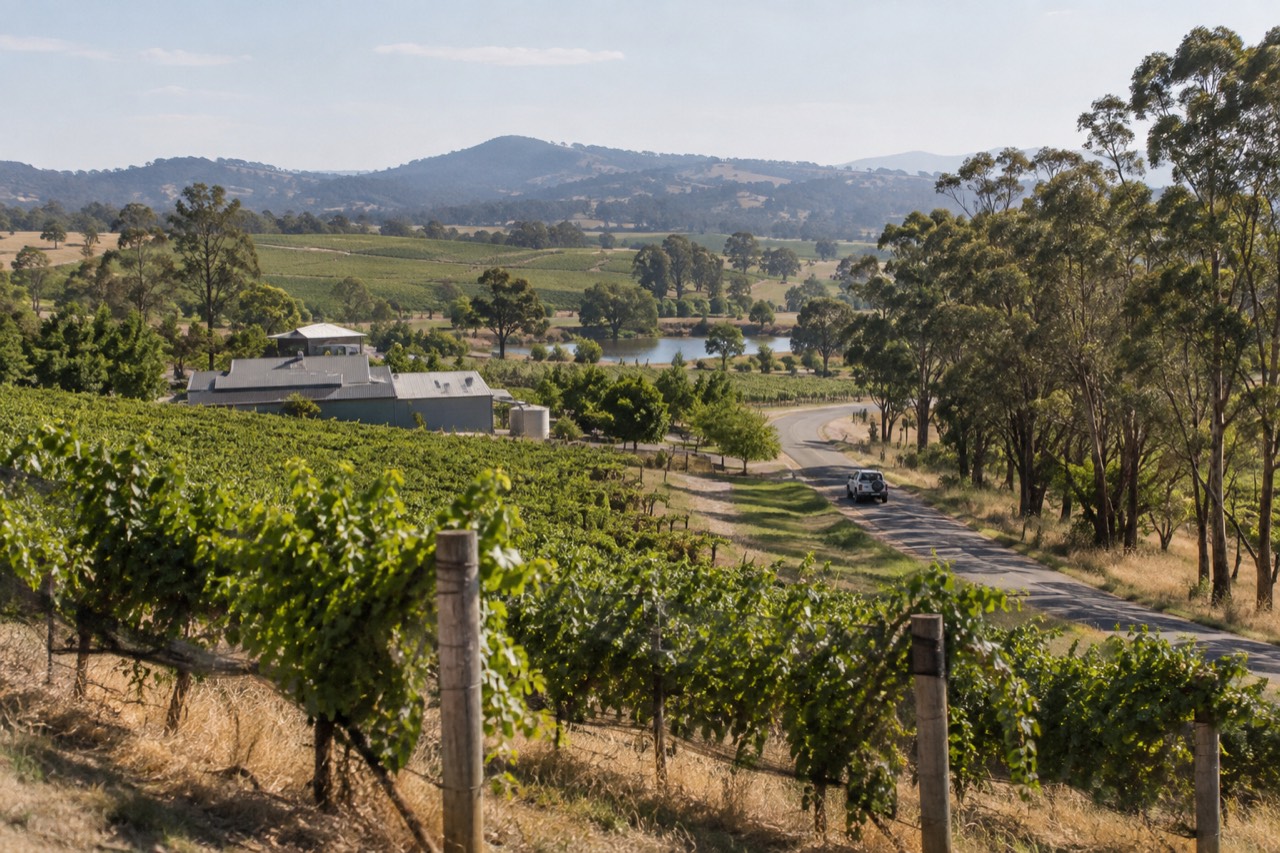 Vineyard rows on a hillside with a narrow country road winding between wineries
