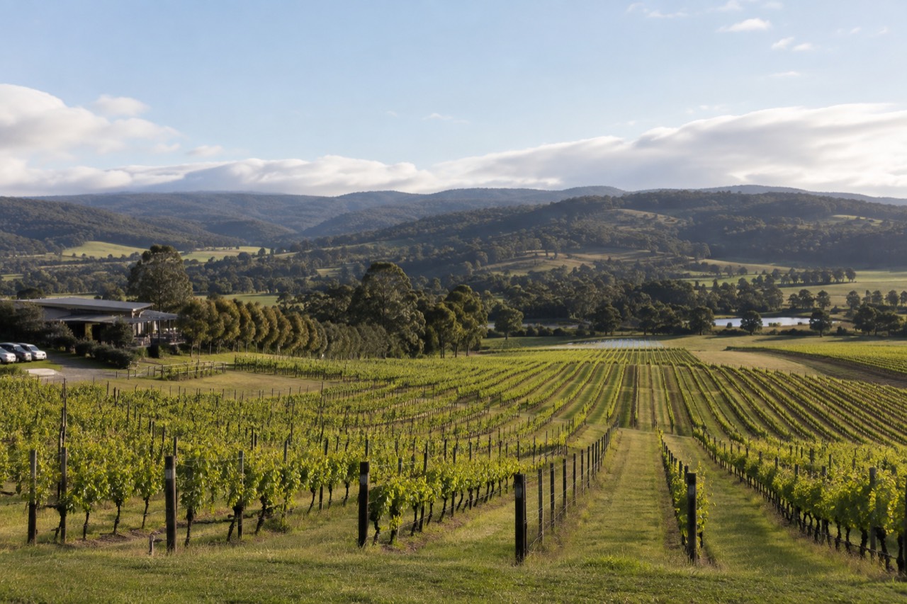 Rows of grapevines on a Yarra Valley hillside with low hills in the distance under a wide sky