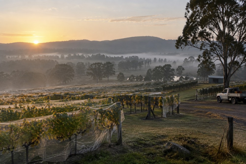 Close rows of grapevines on a sloping hillside vineyard with morning mist