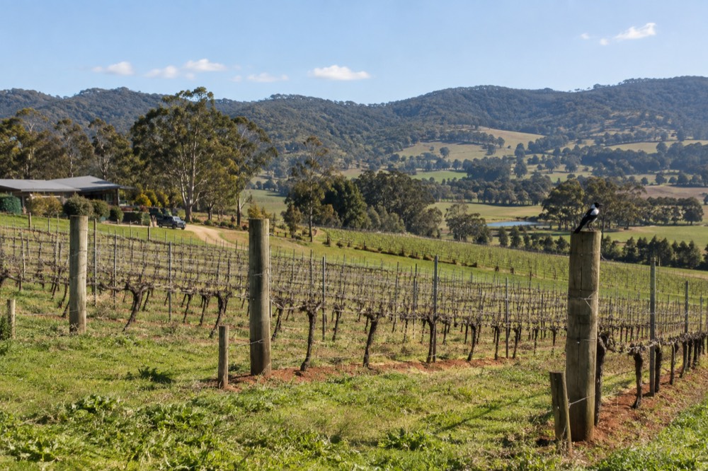 Rows of grapevines on a green hillside under a wide sky