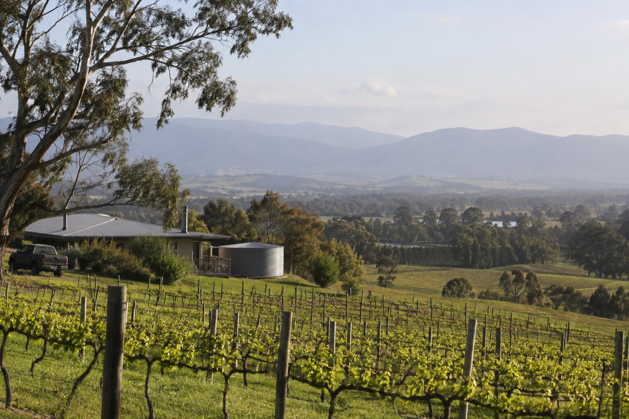 Rows of grapevines on a Yarra Valley hillside with a distant mountain range under a pale sky