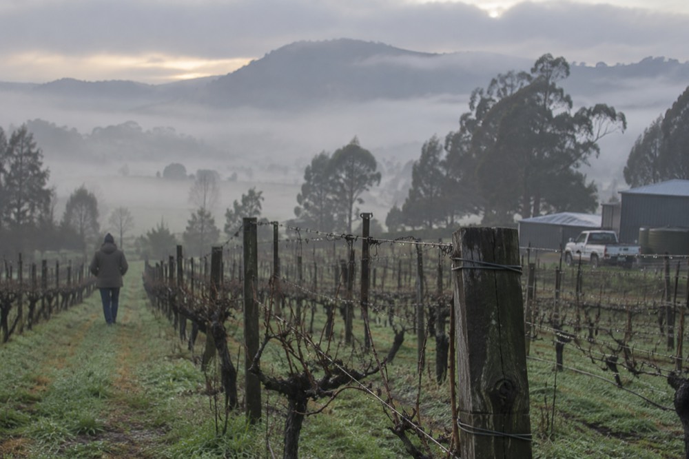 A foggy winter morning over bare vineyard rows in the valley
