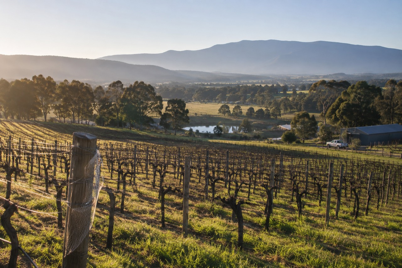 Rows of grapevines on a Yarra Valley hillside under a clear morning sky