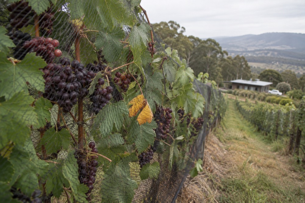 A vineyard row of red grape clusters close up with green leaves in soft light