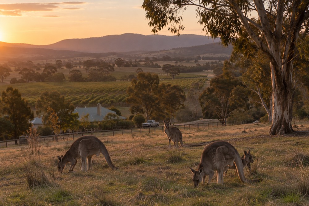 Eastern grey kangaroos standing in a grassy paddock near trees at sunset