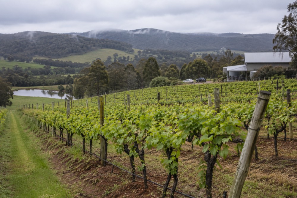 Rows of low vineyard vines on a cool-climate slope