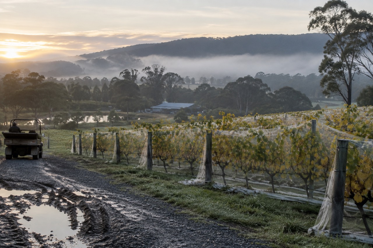 Vineyard rows on a cool morning with low hills behind them