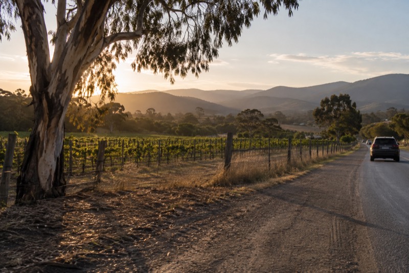 Golden afternoon light on vine rows receding toward blue-grey ranges at Coldstream, Yarra Valley