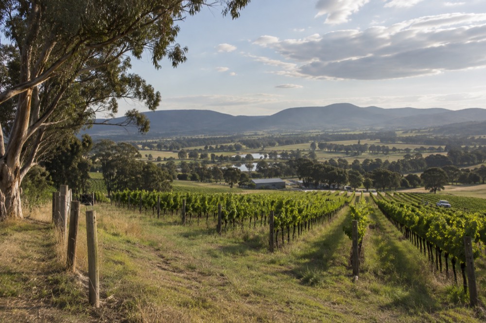 Rows of grapevines running along a green valley hillside under a wide sky