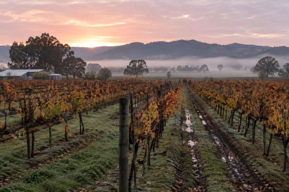 Vineyard rows in autumn colours with morning mist across the valley floor