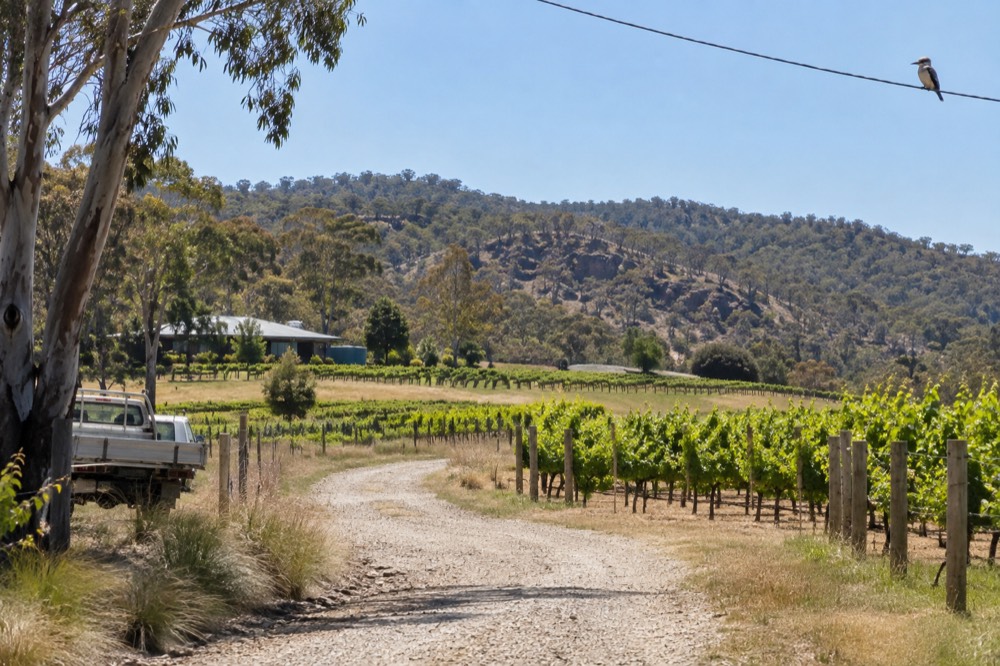 A gravel road curving between vineyard rows with hills in the distance under a clear sky