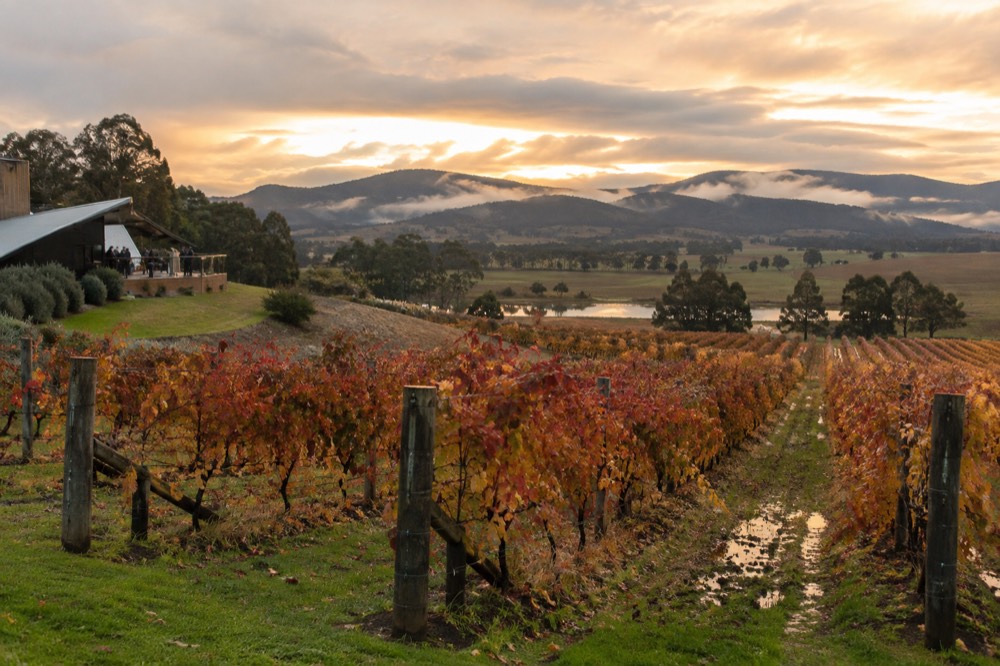 Autumn vineyard rows with red and gold leaves under a soft late afternoon sky