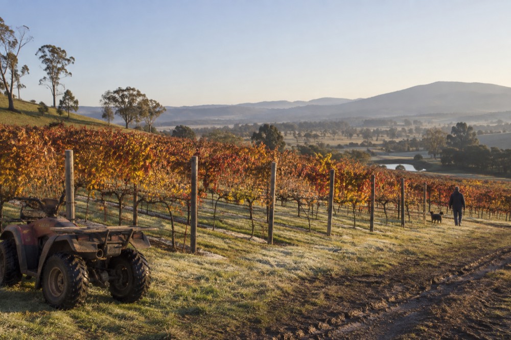 Autumn vineyard rows with red and gold leaves under a wide sky