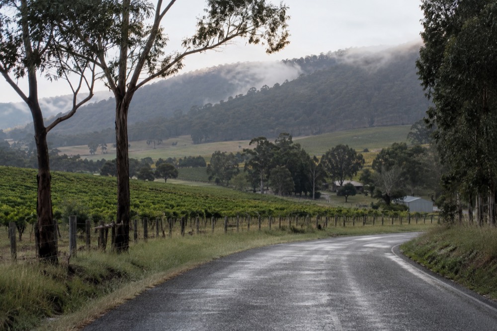 A road winding through green vineyard country with morning mist on the hills