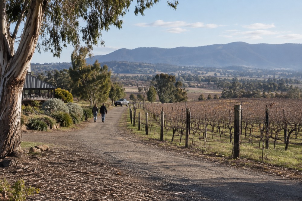 A gravel path between vineyard rows on a bright morning with hills in the distance