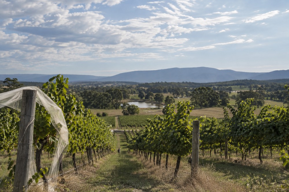 Rows of grapevines under a wide sky with scattered clouds over the Yarra Valley