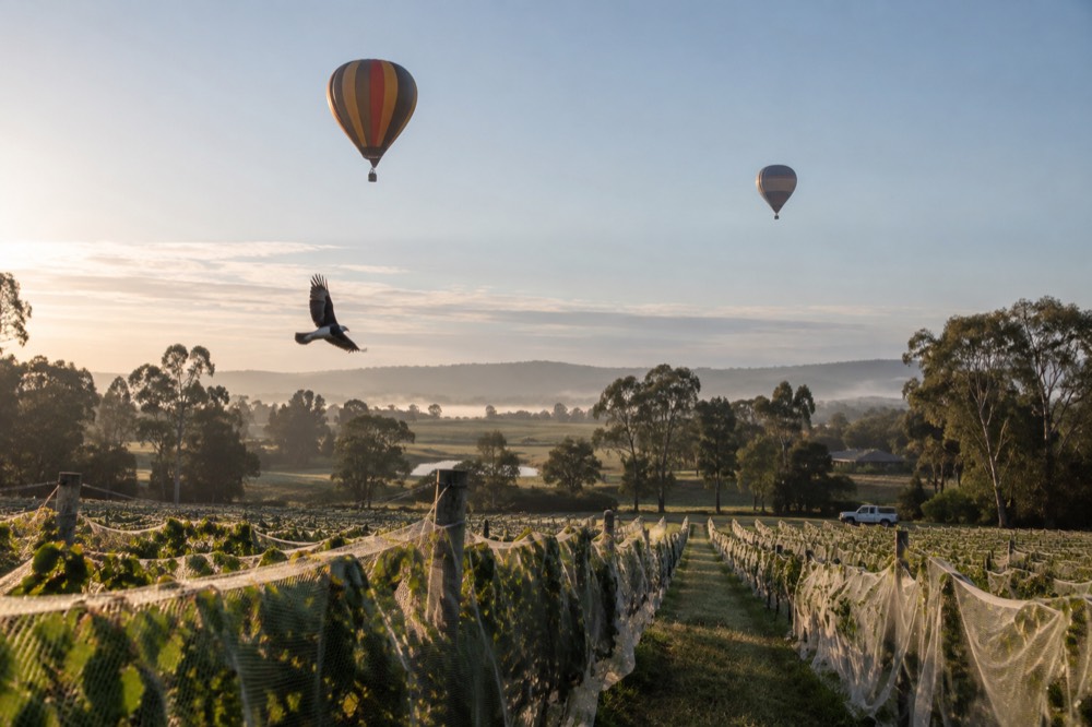 Balloons floating above vineyard rows in soft early morning light