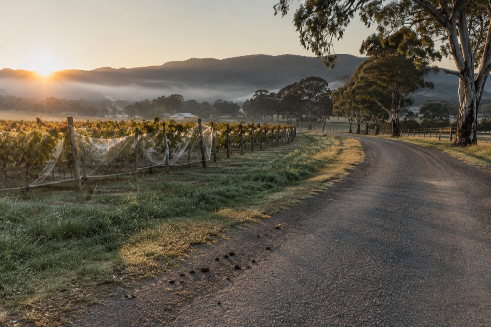 Country road curving between vineyards with morning light on the hills