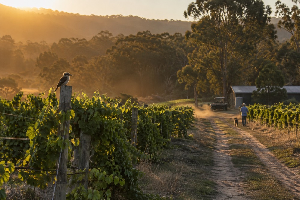 Late afternoon light over vineyard rows with a dirt track leading between them
