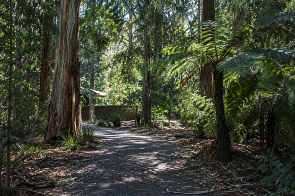 A eucalyptus forest path with ferns along a wildlife sanctuary walking track