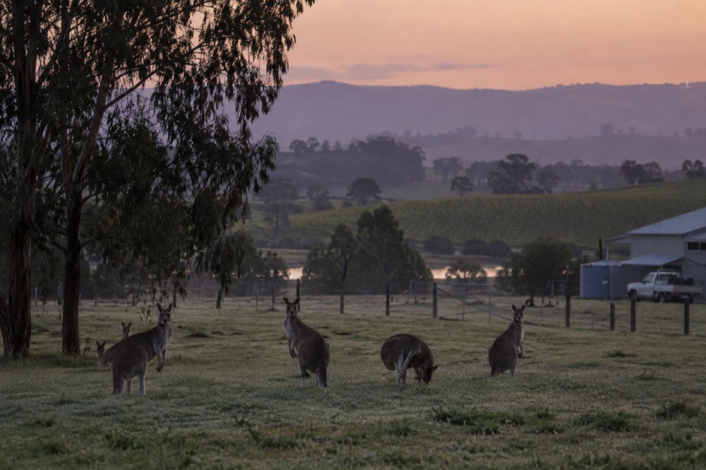 Eastern grey kangaroos standing in an open grassy field near a treeline at dusk
