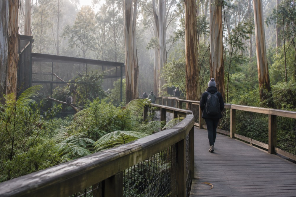 A boardwalk path winding through tall eucalypt forest at a wildlife sanctuary