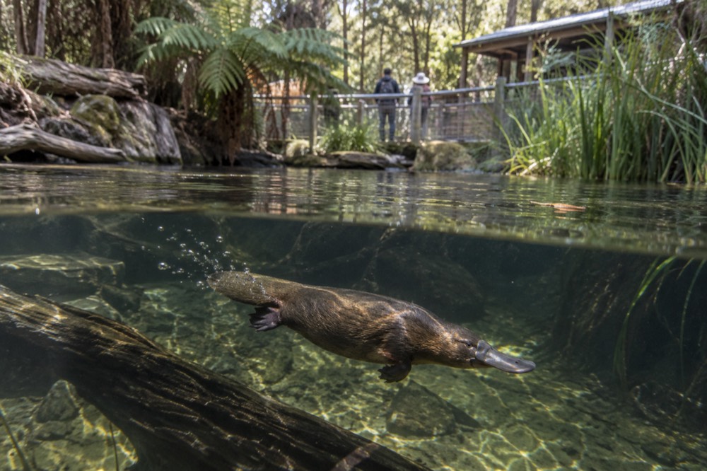 A platypus swimming in a clear freshwater pond surrounded by reeds