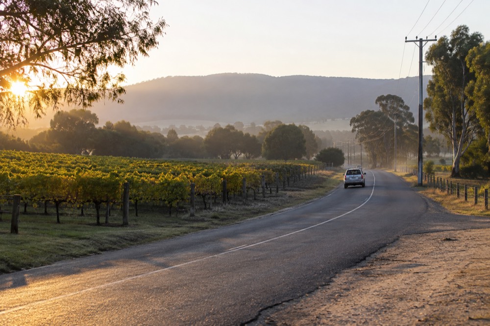 A narrow country road curving between vineyards with morning light on the vines