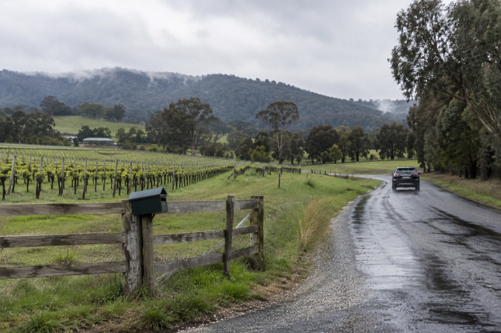 A country road winding between vineyards with hills in the distance