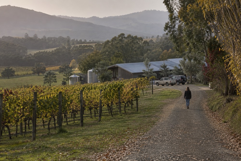 Vineyard rows and a country road winding toward a winery building
