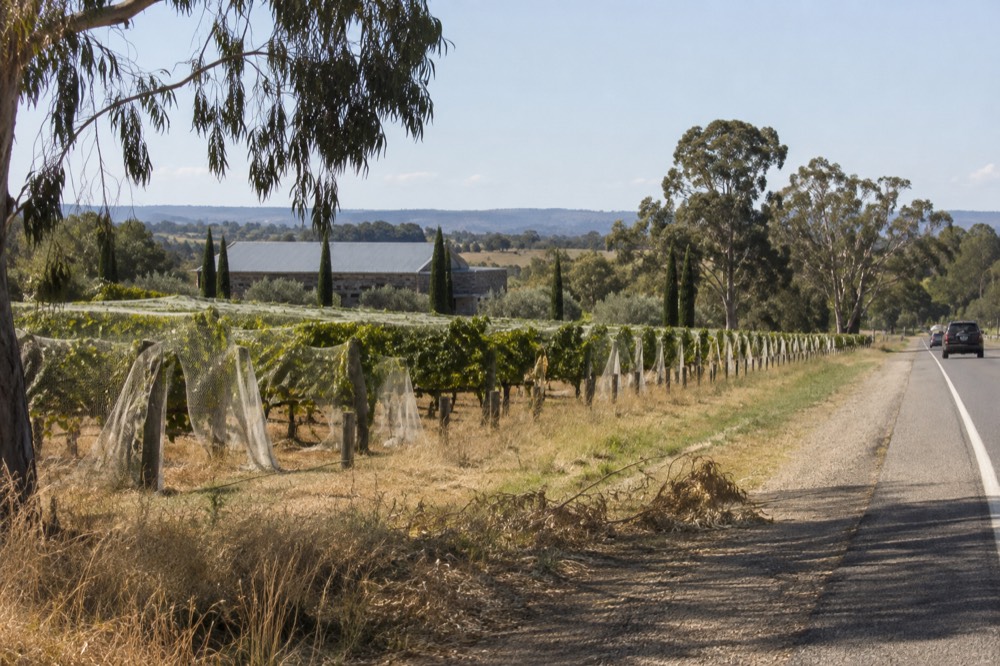 Vineyard rows beside a country road in the Yarra Valley with a low stone building