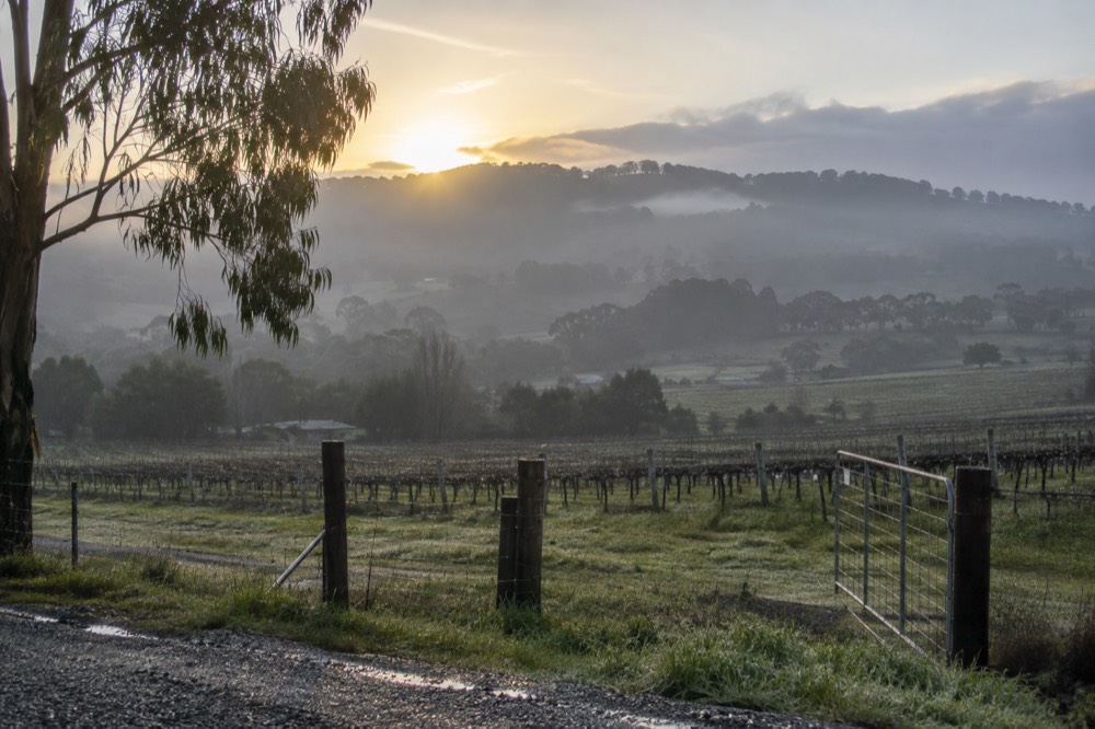 A country road at dawn with vineyard rows and low mist on the hills