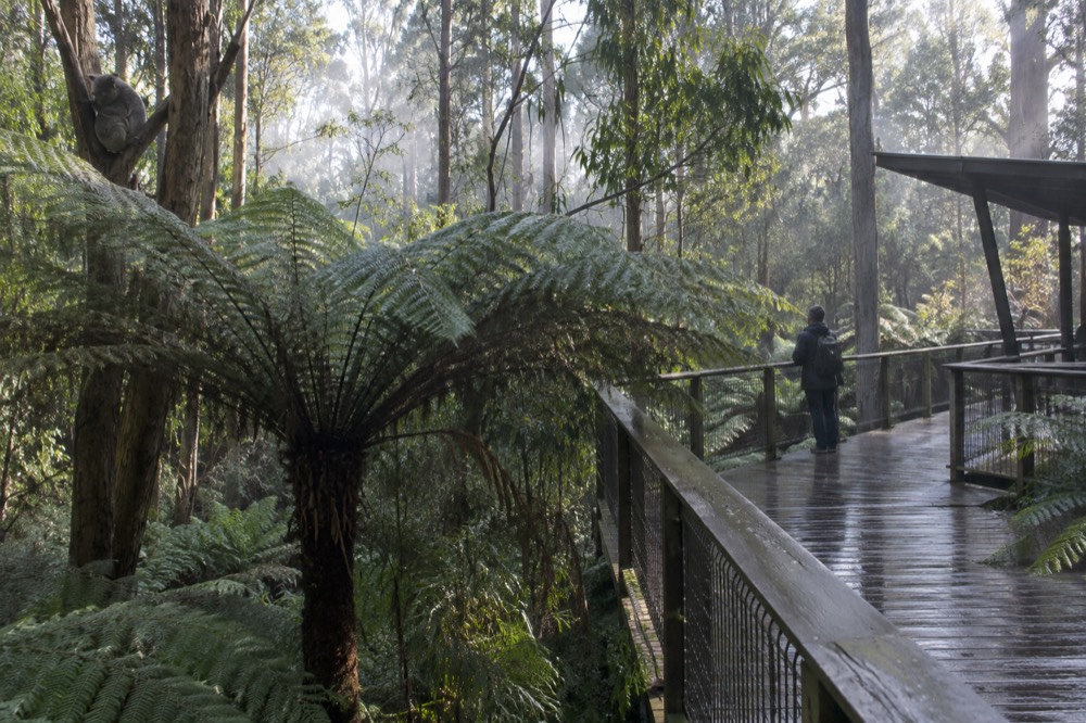 Forest canopy walk with ferns along a sanctuary path
